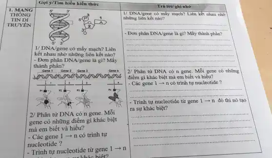 1. MANG
THÔNG
TIN DI
TRUYÊN
Gợi ý/Tìm hiểu kiến thức
5'	3'
3
5' (P) 1
A
2
3
5' 3'
1/ DNA/gene có mấy mạch? Liên
kết nhau nhờ những liên kết nào?
- Đơn phân DNA/gene là gì? Mấy
thành phần?
Gene 1 Gene 2 Gene 3	Gene n
2	3
P1	P3
2/ Phân tử DNA có n gene. Mỗi
gene có những điểm gì khác biệt
mà em biết và hiểu?
- Các gene 1 ­­­­→ n có trình tự
nucleotide?
- Trình tự nucleotide từ gene 1 >n
hiệt?
Trả lời/ghi nhớ
1/ DNA/gene có mấy mạch? Liên kết nhau nhờ
những liên kết nào?
__
- Đơn phân DNA/gene là gì? Mấy thành phần?
__
2/ Phân tử DNA có n gene. Mỗi gene có những
điểm gì khác biệt mà em biết và hiểu?
- Các gene 1 ­­­­→ n có trình tự nucleotide?
__
- Trình tự nucleotide từ gene 1 >n đó thì nó tạo
ra sự khác biệt?
......................................................................
__
........................
.....................................................................................
..............................