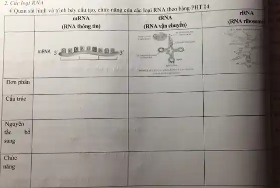 2. Các loại RNA
+
Quan sát hình và trình bày cấu tạo, chức nǎng của các loại RNA theo bảng PHT 04
mRNA
square 
square 
Đơn phân
square 
square 
square 
square 
square 
square 
square 
square 
square 
square 
square 
square 
square