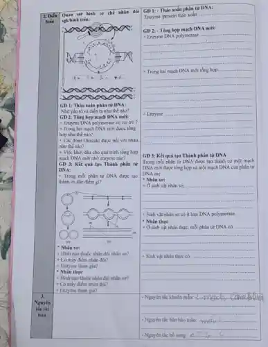 2. Diển
Quan sát hình cơ chế nhân đôi
biến sgkhinh trên:
GĐ 1: Tháo xoắn phân từ DNA:
GĐ 2: Tổng hợp mạch DNA mới:
+ Enzyme DNA polymerase có vai trò?
+ Trong hai mạch DNA mới được tổng
hợp như thế nào?
+ Các đoạn Okazaki được nối với nhau
như thế nào?
+ Việc khởi đầu cho quá trình tổng hợp
mạch DNA mới nhờ enzyme nào?
GĐ 3: Kết quả tạo Thành phần từ
DNA:
+ Trong mỗi phân tử DNA được tạo
thành có đặc điểm gi?
__ in
Nhân sơ:
+ Hình nào thuộc nhân đôi nhân sơ?
+ Có mấy điểm nhân đôi?
+ Enzyme tham gia?
Nhân thực
+ Hình nào thuộc nhân đôi nhân sơ?
+ Có mấy điểm nhân đôi?
+ Enzyme tham gia?
GĐ 1:-Thảo xoắn phân tử DNA:
__
a. -
Enzyme /protein thảo xoãn
DNA mới:
Enzyme DNA polymerase
__
......................................................................
__
__
GĐ 3: Kết quả tạo Thành phần từ DNA
Trong mỗi phân tử DNA được tạo thành có một mạch
DNA mới được tổng hợp và một mạch DNA của phân tử
DNA mẹ.
Nhân sơ:
+dot (O) sinh vật nhân sơ,
+ Sinh vật nhân sơ có ít loại DNA polymerase.
Nhân thực
+ Ở sinh vật nhân thực, mỗi phân tử DNA có ...............
__
__
- Nguyên tác khuôn mẫu: 2.
__
- Nguyên tắc bán bảo toàn:
__
- Nguyên tắc bổ sung: A