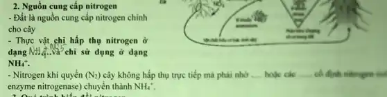 2. Nguồn cung cấp nitrogen
- Đất là nguồn cung cấp nitrogen chính
cho cây
- Thực vật chị hấp thụ nitrogen ở
dạng NH_(4)+NO_(3)^3 chỉ sử dụng ở dạng
NH_(4)^+
- Nitrogen khí quyền (N_(2)) cây không hấp thụ trực tiếp mà phải nhờ __ hoặc các __ cố định nitrogen (có
enzyme nitrogenase)chuyển thành NH_(4)^+