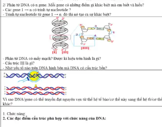 2/ Phân tử DNA có n gene. Mỗi gene có những điểm gì khác biệt mà em biết và hiểu?
- Các gene 1 arrow mathrm(n) có trinh tự nucleotide?
- Trinh tự nucleotide từ gene 1 arrow mathrm(n) đó thì nó tạo ra sự khác biệt?
- Phân tử DNA có mấy mạch? Được ki hiệu trên hình là gì?
- Cấu trúc III là gì?
- Nhờ yếu tố nào trên DNA hình bên mà DNA có cấu trúc bền?
Vì sao DNA/gene có thể truyền đạt nguyên vẹn tử thế hệ tế bào/cơ thể này sang thế hệ tb/cơ thể khác?
1. Chức năng:
2. Các đặc điểm cấu trúc phù hợp với chức năng của DNA: