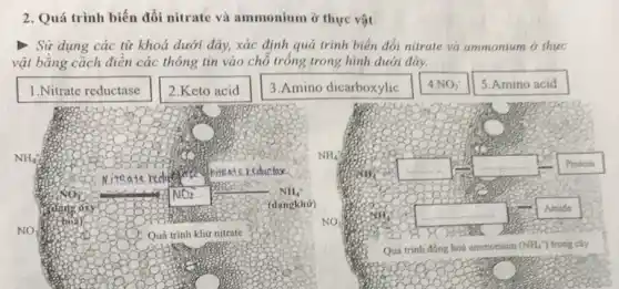 2. Quá trình biến đổi nitrate và ammonium ở thực vật
- Sử dụng các tù khoá dưới đây, xác định quá trinh biến đới nitrate và ammonium ở thực vật bằng cách điền các thông tin vào chỗ trống trong hình dưới đây.
1.Nitrate reductase
2.Keto acid
3.Amino dicarboxylic
 4. mathrm(NO)_(2) 
5.Amino acid
Quá trinh đồng hoá ammonium (mathrm(NH)_(4)( )^+) trong cây