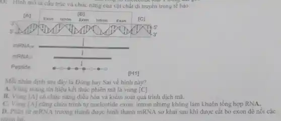 33: Hinh mô tả cấu trúc và chức năng của vật chất di truyền trong tế bào.
Mỗi nhận định sau đây là Đúng hay Sai về hình này?
A. Vùng mang tín hiệu kết thúc phiên mã là vùng [C].
B. Vùng [A] có chức năng điều hòa và kiểm soát quá trình dịch mã.
C. Vùng [A] cũng chứa trình tự nucleotide exon, intron nhưng không làm khuôn tổng hợp RNA.
D. Phân tứ mRNA trưởng thành được hình thành mRNA sơ khai sau khi được cắt bỏ exon để nối các