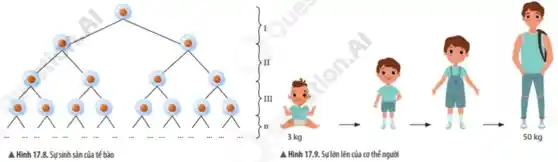 71
II
, III
√×	N
, n
3 kg	50 kg
A.Hình 17.8. Sự sinh sản của tế bào	A. Hình 17.9. Sự lớn lên của cơ thể người