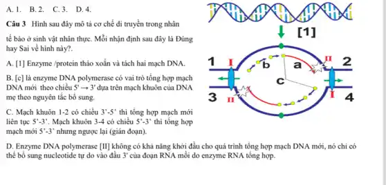 A.1. B.2. C.3 . D.4.
Câu 3 Hình sau đây mô tả cơ chế di truyền trong nhân
tế bào ở sinh vật nhân thựC. Mỗi nhận định sau đây là Đúng
hay Sai về hình này?.
A. [1] Enzyme /protein tháo xoắn và tách hai mạch DNA.
B. [c] là enzyme DNA polymerase có vai trò tổng hợp mạch
DNA mới theo chiều 5'arrow 3' dựa trên mạch khuôn của DNA
mẹ theo nguyên tắc bô sung.
C. Mạch khuôn 1-2 có chiều 3'-5' thì tổng hợp mạch mới
liên tục 5'-3' . Mạch khuôn 3-4 có chiều 5'-3' thì tổng hợp
mạch mới 5'-3' nhưng ngược lại (giản đoạn)
D. Enzyme DNA polymerase [II] không có khả nǎng khởi đầu cho quá trình tổng hợp mạch DNA mới, nó chi có
thể bổ sung nucleotide tự do vào đầu 3' của đoạn RNA mỗi do enzyme RNA tổng hợp.