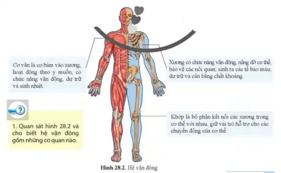 Cơ vân là cơ bám vào xương.
hoạt động theo ý muôn, có
chức nǎng vận động , dự trữ
và sinh nhiệt
Xương có chức nǎng vận động, nâng đỡ cơ thê.
bảo vệ các nội quan; sinh ra các tê bào máu:
dự trữ và cân bằng chất khoảng
1. Quan sát hình 28.2 và
cho biết hệ vận động
gồm những cơ quan nào.
Khớp là bộ phận kết nối các xương trong
cơ thể với nhau , giữ vai trỏ hỗ trợ cho các
chuyển động của cơ thể.
Hình 28.2. Hệ vận động