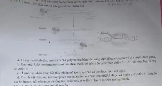 Cau 2. Ilinh dưới đây mô tại các giai đoạn phiên mã
 3 x probin ( )^2 mathrm(~m)^2 mathrm(~b) 
a. Trong quá trình này, enzyme RNA polymerase bám vào vùng khởi động của gene và di chuyển trên gene.
b. Enzyme RNA polymerase trượt dọc theo mạch mã gốc trên gene theo chiều 3^prime-5^prime . để tổng hợp RNA có chiều 5^prime arrow 3 .
c. Ở sinh vật nhân thực, kết thúc phiên mã tạo ra mRNA có thể được dịch mã ngay.
d. Ở sinh vật nhân sơ, kết thúc phiên mã tạo ra tiền mRNA; tiền mRNA được xử lí gắn mũ ở đầu 5^prime , sau đó cắt bò intron, nối các exon và tổng hợp đuôi poly mathrm(A) ở đầu 3, tạo ra mRNA trưởng thành.