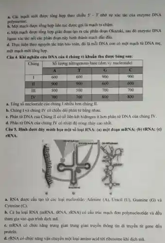 a. Các mạch mới được tổng hợp theo chiều 5'-3' nhờ sự xúc tác của enzyme DNA
polymerase.
b. Một mạch được tổng hợp liên tục được gọi là mạch ra chậm.
C. Một mạch được tổng hợp gián đoạn tạo ra các phân đoạn Okazaki, sau đó enzyme DNA
ligase xúc tác nối các phân đoạn này hình thành mạch dẫn đầu.
d. Thực hiện theo nguyên tắc bán bảo toàn, đó là mỗi DNA con có một mạch từ DNA mẹ,
một mạch mới tổng hợp.
Câu 4. Khi nghiên cứu DNA của 4 chủng vi khuẩn thu được bảng sau:
Số lượng nitrogenous base (đơn vị: nucleotide)
a. Tổng số nucleotide của chủng I nhiều hơn chủng II.
b. Chủng I và chủng IV có chiều dài phân tử bằng nhau.
C. Phân tử DNA của Chủng II có số liên kết hidrogen ít hơn phân tử DNA của chủng IV.
d. Phân tử DNA của chủng IV có nhiệt độ nóng chảy cao nhất.
Câu 5. Hình dưới đây minh họa một số loại RNA: (a)một đoạn mRNA;(b) tRNA; (c)
rRNA.
a. RNA được cấu tạo từ các loại nucleotide:Adenine (A)Uracil (U),Guanine (G) và
Cytosine (C)
b. Cả ba loại RNA (mRNA , tRNA, rRNA) có cấu trúc mạch đơn polynucleotide và đều
tham gia vào quá trình dịch mã.
C. mRNA có chức nǎng trung gian trung gian truyền thông tin di truyền từ gene đến
protein.
d. rRNA có chức nǎng vận chuyển một loại amino acid tới ribosome khi dịch mã.