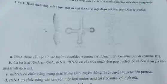 Câu 1. Hinh dưới đây mình họa một số loại RNA: (a) một đoạn mRNA; (b)tRNA; (c) rRNA.
a. RNA được cấu tạo từ các loại nucleotide:Adenine (A)Uracil (U) . Guanine (G) và Cytosine (C)
b. Cả ba loại RNA (mRNA . tRNA. rRNA)có cấu trúc mạch đơn polynucleotide và đều tham gia vào
quá trình dịch mã.
C. mRNA có chức nǎng trung gian trung gian truyền thông tin di truyền từ gene đến protein.
d. rRNA có chức nǎng vận chuyên một loại amino acid tới ribosome khi dịch mã.