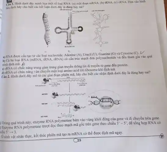 Câu 1. Hình dưới đây minh họa một số loại RNA: (a) một đoạn mRNA;(b) tRNA; (c)rRNA. Dựa vào hình
bên dưới hãy cho biết các kết luận dưới đây là đúng hay sai?
Liên kêt hydrogen
c)
a) RNA được cấu tạo từ các loại nucleotide:Adenine (A). Uracil (U), Guanine (G) và Cytosine
(C)
b) Cả ba loại RNA (mRNA . tRNA, rRNA) có cấu trúc mạch đơn polynucleotide và đều tham gia vào quá
trinh dịch mã. {
c) rRNA có chức nǎng trung gian trung gian truyền thông tin di truyền từ gene đến protein.
d) rRNA có chức nǎng vận chuyên một loại amino acid tới ribosome khi dịch mã.
Câu 2. Hình dưới đây mô tả các giai đoạn phiên mã, hãy cho biết các nhận định dưới đây sai?
) Trong quá trình này, enzyme RNA polymerase bám vào vùng khởi động của gene và di chuyển trên gene.
) Enzyme RNA polymerase trượt dọc theo mạch mã gốc trên gene theo chiều
3'-5' , để tổng hợp RNA có
hiểu 5'arrow 3
Ở sinh vật nhân thực, kết thúc phiên mã tạo ra mRNA có thể được dịch mã ngay.