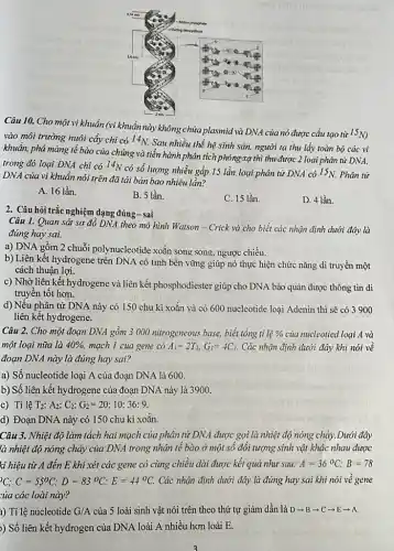 Câu 10. Cho một vi khuẩn(vi khuẩn này không chứa plasmid và DNA của nó được cấu tạo từ
15N)
vào môi trường nuôi cấy chỉ có 14N.
Sau nhiều thế hệ sinh sản, người ta thu lấy toàn bộ các vi
khuẩn, phá màng tế bào của chúng và tiến hành phân tích phóng xạ thì thu được 2 loại phân tử DNA,
trong đó loại DNA chi có 14N
có số lượng nhiều gấp 15 lần loại phân tử DNA có 15N. Phân tử
DNA của vi khuẩn nói trên đã tái bản bao nhiêu lần?
A. 16 lần.
B. 5 lần.
C. 15 lần.
D. 4 lần.
2. Câu hỏi trắc nghiệm dạng đúng-sai
Câu 1. Quan sát sơ đồ DNA theo mô hình Watson - Crick và cho biết các nhận định dưới đây là
đúng hay sai.
a) DNA gồm 2 chuỗi polynucleotide xoắn song song, ngược chiều.
b) Liên kết hydrogene trên DNA có tính bên vững giúp nó thực hiện chức nǎng di truyền một
cách thuận lợi.
c) Nhờ liên kết hydrogene và liên kết phosphodiester giúp cho DNA bảo quản được thông tin di
truyền tốt hơn.
d) Nếu phân tử DNA này có 150 chu kì xoắn và có 600 nucleotide loại Adenin thì sẽ có 3900
liên kết hydrogene.
Câu 2. Cho một đoạn DNA gồm 3000 nitrogeneous base, biết tồng ti lệ %  của nucleotied loại A và
một loại nữa là 40%  mạch 1 của gene có A_(l)=2T_(1),G_(1)=4C_(1) . Các nhận định dưới đây khi nói về
đoạn DNA này là đúng hay sai?
a) Số nucleotide loại A của đoạn DNA là 600.
b) Số liên kết hydrogene của đoạn DNA này là 3900.
c) Tỉ lệ T_(2):A_(2):C_(2):G_(2)=20:10:36:9
d) Đoạn DNA này có 150 chu kì xoǎn.
Câu 3. Nhiệt độ làm tách hai mạch của phân tử DNA được gọi là nhiệt độ nóng chảy.Dưới đây
là nhiệt độ nóng chảy của DNA trong nhân tế bào ở một sô đôi tượng sinh vật khác nhau được
kí hiệu từ A đến E khi xér các gene có cùng chiều dài được kết quả như sau: A=36^circ C;B=78
C: C=55^circ C;D=83^circ C;E=44^circ C Các nhận định dưới đây là đúng hay sai khi nói về gene
của các loài này?
a) Tỉ lệ nucleotide G/A của 5 loài sinh vật nói trên theo thứ tự giảm dần là Darrow Barrow Carrow Earrow A
)) Số liên kết hydrogen của DNA loài A nhiều hơn loài E.