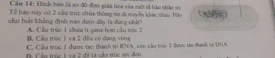 Câu 14: Hình bên là sơ đồ đơn giản hóa của một tê bào nhân sơ.
Tế bào này có 2 câu trúc chứa thông tin di truyền khác nhau. Hãy
cho biết khẳng định nào dưới đây là đúng nhất?
A. Cấu trúc 1 chửa ít gene hơn cấu trúc 2.
B. Cấu trúc 1 và 2 đều có dạng vòng
C. Cấu trúc 1 được tạo thành từ RNA, còn cấu trúc 2 được tạo thành từ DNA.
D. Cấu trúc 1 và 2 đề là cấu trúc sợi đơn.