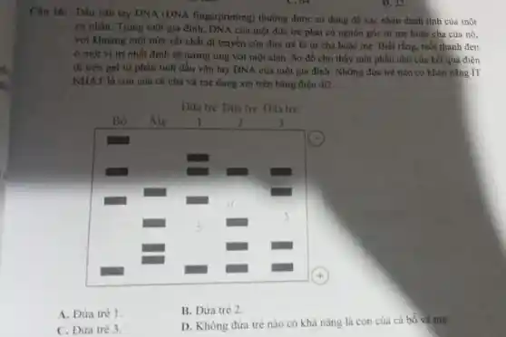 Câu 16: Dấu vân tay DNA (DNA fingerprinting) thường được sử dụng để xác nhận danh tỉnh của một
cả nhân. Trong một gia đình, DNA của một đứa trẻ phải có nguồn gốc từ mẹ hoặc cha của nó.
với khoảng một nửa vật chất di truyền của đứa trẻ là từ cha hoặc mẹ . Biết rằng, mỗi thanh đen
ở một vị trí nhất định sẽ tương ứng với một alen . Sơ đồ cho thấy một phần nhỏ của kết quả điện
dí trên gel từ phân tích dấu vân tay DNA của một gia đình. Những đứa trẻ nào có khản nǎng íT
NHAT là con của cả cha và mẹ đang xét trên bảng điện di?
A. Đứra tré 1.
B. Đứra trẻ 2.
C. Đứra tré 3.
D. Không đứa trẻ nào có khả nǎng là con của cả bố và mẹ.