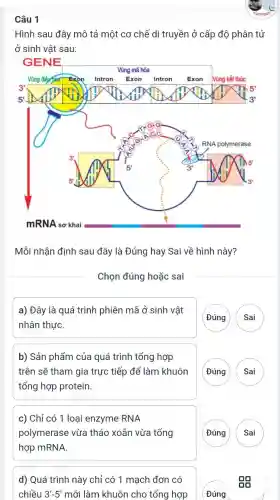 Câu 1
Hình sau đây mô tả một cơ chế di truyền ở cấp độ phân tử
ở sinh vật sau:
Mỗi nhận định sau đây là Đúng hay Sai về hình này?
Chọn đúng hoặc sai
a) Đây là quá trình phiên mã ở sinh vật
nhân thựC.
Đúng Sai
b) Sản phẩm của quá trình tổng hợp
trên sẽ tham gia trực tiếp để làm khuôn
tổng hợp protein.
(Đúng
c) Chỉ có 1 loại enzyme RNA
polymerase vừa tháo xoắn vừa tổng
hợp mRNA.
A
d) Quá trình này chỉ có 1 mạch đơn có
chiều 3'-5' mới làm khuôn cho tổng hợp
Đúng