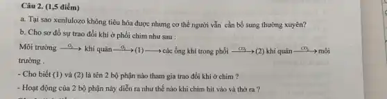 Câu 2. (1,5 điểm)
a. Tại sao xenlulozo không tiêu hóa được nhưng cơ thể người vẫn cần bổ sung thường xuyên?
b. Cho sơ đồ sự trao đổi khí ở phổi chim như sau :
Môi trường - O_(2)
> khí quản - O_(2)
­­­­→(1)->các ống khí trong phổi - CO_(2) >(2) khí quản -
CO_(2) ­­­­→ môi
trường .
- Cho biết (1) và (2) là tên 2 bộ phận nào tham gia trao đổi khí ở chim?
- Hoạt động của 2 bộ phận này diễn ra như thế nào khi chim hít vào và thở ra?