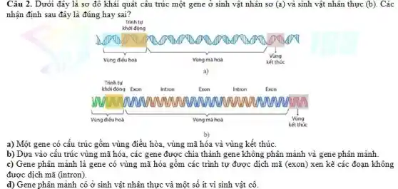 Câu 2. Dưới đây là sơ đô khái quát câu trúc một gene ở sinh vật nhân sơ (a) và sinh vật nhân thực (b). Các nhận định sau đây là đúng hay sai?
a) Một gene có cấu trúc gồm vùng điều hòa, vùng mã hóa và vùng kết thúc.
b) Dựa vào cấu trúc vùng mã hóa, các gene được chia thành gene không phân mảnh và gene phân mảnh.
c) Gene phân mảnh là gene có vùng mã hóa gồm các trình tự được dịch mã (exon) xen kẽ các đoạn không được dịch mã (intron).
d) Gene phân mảnh có ở sinh vật nhân thực và một số ít vi sinh vật cố.