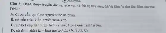 Câu 2: DNA được truyền đạt nguyên vẹn từ thế hệ này sang thế hệ khác là nhờ đặc điểm cấu trúc
DNA:
A. được cấu tạo theo nguyên tắc đa phân.
B. có cấu trúc kiểu chuỗi xoǎn kép.
C. sự kết cặp đặc hiệu A-T và G-C trong quá trình tái bản.
D. có đơn phân là 4 loại nucleotide (A,T,G,C)