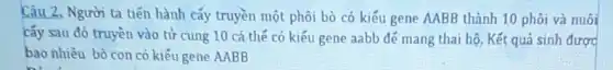 Câu 2. Người ta tiến hành cấy truyền một phôi bò có kiểu gene AABB thành 10 phôi và nuôi
cấy sau đó truyền vào tử cung 10 cá.thế có kiếu gene aabb đé mang thai hộ. Kết quả sinh được
bao nhiêu bò con có kiểu gene AABB