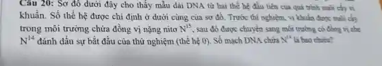 Câu 20: Sơ đô dưới đây cho thấy mẫu dài DNA từ hai thế hệ đầu tiên của quá trình nuôi cây vi
khuẩn. Số thế hệ được chỉ định ở dưới cùng của sơ đồ . Trước thí nghiệm, vi khuẩn được nuôi cấy
trong môi trường chứa đồng vị nặng nito N^15 , sau đó được chuyển sang môi trường có đồng vị nhẹ
N^14 đánh dấu sự bắt đầu của thử nghiệm (thế hệ 0). Số mạch DNA chứa N^14 là bao nhiêu?