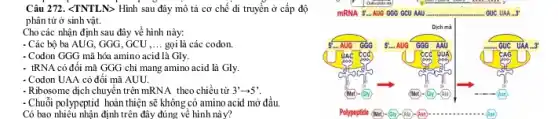 Câu 272. <TNTLN> Hình sau đây mô tả cơ chế di truyền ở cấp độ
phân tử ở sinh vật.
Cho các nhận định sau đây về hình này:
- Các bộ ba AUG , GGG, GCU __ gọi là các codon.
- Codon GGG mã hóa amino acid là Gly.
- tRNA có đối mã GGG chi mang amino acid là Gly.
- Codon UAA có đối mã AUU.
- Ribosome dịch chuyển trên mRNA theo chiều từ 3'arrow 5'
- Chuỗi polypeptid hoàn thiện sẽ không có amino acid mở đầu.
Có bao nhiêu nhận định trên đầy đúng về hình này?
__
__