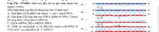 Câu 276. <TNĐS> Hình sau đây mô tả quá trình phiên mã
ngược ở virus.
Mỗi nhận định sau đây là Đúng hay Sai về hình này?
A. Giai đoạn [1]là phiên mã ngược ­­­­→ tạo 1 mạch DNA.
B. Giai đoạn [3]tổng hợp tạo cDNA (phân tử DNA 2 mạch
bổ sung được tổng hợp từ mRNA).
C. [A] là mRNA. [B]=mRNAcdot DNA
D. Trình tự nucleotide vị trí [II] trên mạch a-lýcDNA là
5'TCAG3' và c-d'cDNA là 3'AGTC5'
__
5	3
__
5
J(OTOTGTA
3
3" All	a 5
__
I
OOOOR	e
3	II
a	b
D __
YALII
a