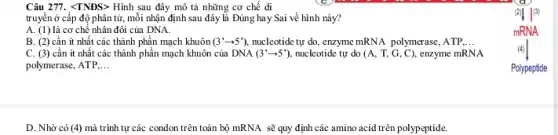 Câu 277. <TNDS> Hình sau đây mô tả những cơ chế đi
truyền ở cấp độ phân tử, mỗi nhận định sau đây là Đúng hay Sai về hình này?
A. (1) là cơ chế nhân đôi của DNA.
B. (2) cần ít nhất các thành phần mạch khuôn (3'arrow 5') nucleotide tự do, enzyme mRNA polymerase, ATP,ldots 
C. (3) cân ít nhất các thành phần mạch khuôn của DNA(3'arrow 5'), nucleotide tự do (A,T,G,C), enzyme mRNA
polymerase, ATP,ldots 
D. Nhờ có (4) mà trình tự các condon trên toàn bộ mRNA sẽ quy định các amino acid trên polypeptide.
Polypeptide