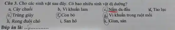 Câu 3. Cho các sinh vật sau đây . Có bao nhiêu sinh vật dị dưỡng?
a, Cây chuối
b, Vi khuẩn lam
(c.) Nấm da đầu
& Tảo lục
(e.) Trùng giày
(f.) Con bò
(g.) Vi khuẩn trong ruột mối
h, Rong đuôi chó
i. San hô
(k, Giun, sán
__