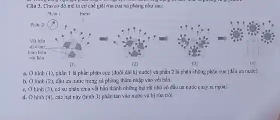 Câu 3. Cho sơ đồ mô tả cơ chế giặt rửa của xà phòng như sau:
a. Ở hình (1), phần 1 là phần phân cực (đuôi dài kị nước) và phần 2 là phân không phân cực (đầu ưa nước).
b. Ở hình (2), đầu ưa nước trong xà phòng thâm nhập vào vết bẩn.
c. Ở hình (3), có sự phân chia vết bẩn thành những hạt rất nhỏ có đầu ưa nước quay ra ngoài.
d. Ở hình (4), các hạt này (hình 3) phân tán vào nước và bị rửa trôi.