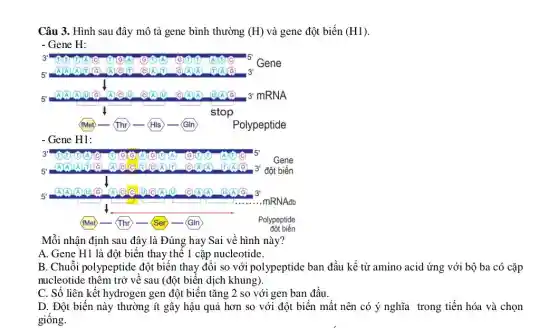 Câu 3. Hình sau đây mô tả gene bình thường (H) và gene đột biến (H1)
- Gene H:
3	(C) (1) (A)	5
Gene
5
A A (A)	(A) (1) (A) (C) (A) (1)(A) 6 3
5
A. A	000 000 (C) A)A (1) (A) 3'mRNA
stop
fMet Thr - - His - - GIn	Polypeptide
Gene H1:
3'	A	(G) 11
15
Gene
5
(C) A (1) (A) 6 3' đột biến
5
A A A (10	3'
.mRNAđb
(fMet) - Thr - Ser - (GIn)	Polypeptide
đột biến
Mỗi nhận định sau đây là Đúng hay Sai về hình này?
A. Gene H1 là đột biến thay thế 1 cặp nucleotide
B. Chuỗi polypeptide đột biến thay đổi so với polypeptide ban đầu kể từ amino acid ứng với bộ ba có cặp
nucleotide thêm trở về sau (đột biến dịch khung).
C. Số liên kết hydrogen gen đột biến tǎng 2 so với gen ban đầu.
D. Đột biến này thường ít gây hậu quả hơn so với đột biến mất nên có ý nghĩa trong tiến hóa và chọn
giống.