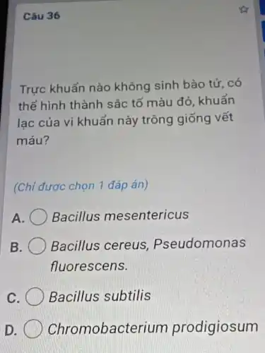 Câu 36
Trực khuẩn nào không sinh bào tử, có
thể hình thành sắc tố màu đỏ , khuẩn
lạc của vi khuẩn này trông giống vết
máu?
(Chỉ được chọn 1 đáp án)
A Bacillus mesentericus
B Bacillus cereus Pseudomonas
fluorescens.
c	Bacillus subtilis
D Chromobacterium prodigiosum