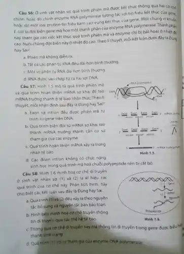 Câu 56: Ở sinh vật nhân sơ, quá trình phiên mã được kết thúc thông qua hai cơ ché
chinh: hoǎc do chính enzyme RNA polymerase tương tác với tin hiệu kết thúc của gene.
hoǎc do mót loại protein tin hiêu bảm vào vung kết thúc của gene. Một chủng vi khuǎn
E. coli bi đột biên gene mã hoá một thành phán của enzyme RNA polymerase. Thành phấn
này tham gia vào việc kết thúc quá trình phiên mã và enzyme chi bị bắt hoạt ở nhiệt đỏ
cao. Nuôi chủng đột biển này ở nhiệt độ cao. Theo lí thuyết mỏi kết luận dưới đáy là Đúng
hay Sai?
a. Phiên mã khóng diển ra.
b. Tất cà các phân tử RNA đếu dài hơn bình thường
C. Một só phân từ RNA dài hơn bình thường.
d. RNA được sao chép từ cả hai sợi DNA.
Câu 57: Hình 1.5 mô tả quá trình phiên mã
và quả trình hoàn thiện mRNA sơ khai để tạo
mRNA trường thành ở tế bào nhân thựC.Theo li
thuyết, mỗi nhận định sau đây là Đúng hay Sai?
a. Exon và intron đều được phiên mã từ
trình tư gene trên DNA
b. Quả trinh biến đổi từ mRNA sơ khai tao
thành mRNA trường thành cǎn có sự
tham gia của càc enzyme.
C. Quá trình hoàn thiện mRNA xảy ra trong
nhân tế bào.
d. Các đoạn intron không có chức nǎng
sinh hoc trong quả trình mã hoá chuỗi polypeptide nên bị cắt bỏ.
Câu 58: Hinh 1.6 minh hoạ cơ chế di truyến
ở sinh vật nhân sơ, (1) và (2)là kí hiệu các
quá trình của cơ chế này. Phán tích hinh,hãy
cho biết các kết luân sau đáy là Đúng hay Sai.
a. Quátrinh (1) và (2 ) đều xảy ra theo nguyên
tắc bó sung và nguyên tắc bán bảo toàn.
b. Hinh bên minh hoa cơ chế truyến thông
tin di truyến qua các thế hệ tế bảo.
C. Thóng qua co chế di truyền này mà thông tin di truyền trong gene được biểu hiế
thành tinh trạng.
d. Quá trinh (1) có sự tham gia của enzyme DNA polymerase