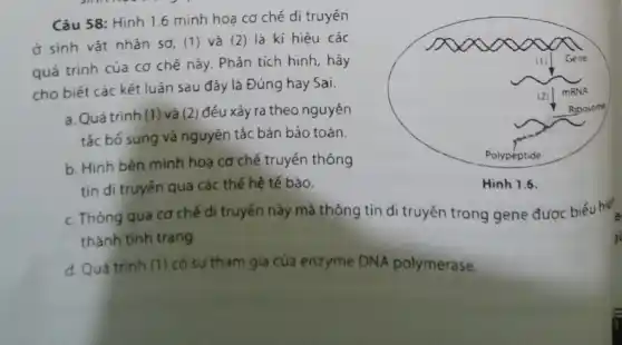 Câu 58: Hinh 1.6 minh hoạ cơ chế di truyến
ở sinh vật nhân sơ. (1) và (2)là kí hiệu các
quá trình của cơ chế này. Phản tích hình, hãy
cho biết các kết luận sau đây là Đúng hay Sai.
a. Quátrinh (1) và (2 ) đếu xảy ra theo nguyên
tắc bó sung và nguyên tắc bán bào toàn.
b. Hinh bên minh hoa cơ chế truyền thông
tin di truyén qua các thế hệ tế bảo.
c. Thông qua cơ chế di truyến này mà thóng tin di truyền trong gene được biểu hiết
a
thành tính trạng	ji
d. Quá trinh (1) có sự tham gia của enzyme DNA polymerase