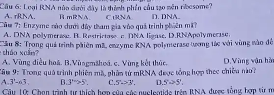 Câu 6: Loại RNA nào dưới đây là thành phần cấu tạo nên ribosome?
A. rRNA.
B.mRNA.
C.IRNA.
D. DNA.
Câu 7: Enzyme nào dưới đây tham gia vào quá trình phiên mã?
A. DNA polymerase. B Restrictase. C. DNA ligase D.RNApolymerase.
Câu 8: Trong quá trình phiên mũ, enzyme RNA polymerase tương tác với vùng nào để
tháo xoắn?
A. Vùng điều hoà. B .Vùngmãhoá. C. Vùng kết thúC.
D.Vùng vận hà
Câu 9: Trong quá trình phiên mã, phân từ mRNA được tổng hợp theo chiều nào?
A. 3'arrow 3'
B. 3'''gt 5'.
C. 5'arrow 3'
D. 5'arrow 5'
Câu 10: Chọn trình tự thích hợp của các nucleotide trên RNA được tổng hợp từ m