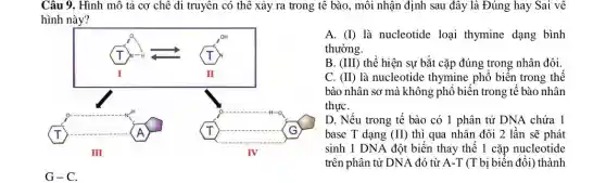 Câu 9. Hình mô tả cơ chê di truyên có thể xảy ra trong tê bào , môi nhận định sau đây là Đúng hay Sai vê
hình này?
(T)	T
OH
I	II
a	+1-0
T
square 
A	T	G
x
III	IV
G-C.
A. (I) là nucleotide loại thymine dạng bình
thường.
B. (III) thể hiện sự bắt cặp đúng trong nhân đôi.
C. (II) là nucleotide thymine phô biến trong thể
bào nhân sơ mà không phổ biến trong tế bào nhân
thựC.
D. Nếu trong tế bào có 1 phân tử DNA chứa 1
base T dạng (II) thì qua nhân đôi 2 lần sẽ phát
sinh 1 DNA đột biến thay thế 1 cặp nucleotide
trên phân tử DNA đó từ A-T (T bị biến đổi) thành