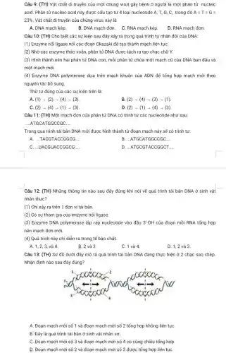 Câu 9: (TH) Vật chất di truyền của một chủng virut gây bệnh ở người là một phân tử nucleic
acid. Phân tử nucleic acid này được cấu tạo từ 4 loại nucleotide A, T, G , C, trong đó A=T=G=
23%  Vật chất di truyền của chủng virus này là
A. DNA mạch kép.
B. DNA mạch đơn . C. RNA mạch kép.
D. RNA mạch đơn.
Câu 10: (TH) Cho biết các sự kiện sau đây xảy ra trong quá trình tự nhân đôi của DNA:
(1) Enzyme nối ligase nối các đoạn Okazaki để tạo thành mạch liên tụC.
(2) Nhờ các enzyme tháo xoắn, phân tử DNA được tách ra tạo chạc chữ Y.
(3) Hình thành nên hai phân tử DNA con, mỗi phân tử chứa một mạch cũ của DNA ban đầu và
một mạch mới.
(4) Enzyme DNA polymerase dựa trên mạch khuôn của ADN để tổng hợp mạch mới theo
nguyên tắc bổ sung
Thứ tự đúng của các sự kiện trên là:
A. (1) - (2)+ (4) - (3)
B. (2) - (4)- (3) - (1)
C. (2) - (4)+ (1) - (3)
D. (2) - (1)- (4) -(3)
Câu 11: (TH) Một mạch đơn của phân tử DNA có trình tự các nucleotide như sau:
__ ATGCATGGCCGC. __
Trong quá trình tái bản DNA mới được hình thành từ đoạn mạch này sẽ có trình tự:
A. __ .TACGTACCGGCG __
B. __ ATGCATGGCCGC __
C. __ UACGUACCGGCG __
D. __ ATGCGTACCGGCT __
Câu 12: (TH) Những thông tin nào sau đây đúng khi nói về quá trình tái bản DNA ở sinh vật
nhân thực?
(1) Chỉ xảy ra trên 1 đơn vị tái bản.
(2) Có sự tham gia của enzyme nối ligase.
(3) Enzyme DNA polymerase lắp ráp nucleotide vào đầu 3'-OH của đoạn mỗi RNA tổng hợp
nên mạch đơn mới
(4) Quá trình này chi diễn ra trong tế bào chất.
A. 1,2, 3, và 4
B. 2 và 3.
C. 1 và 4
D. 1,2 và 3.
Câu 13: (TH) Sơ đồ dưới đây mô tả quá trình tái bản DNA đang thực hiện ở 2 chạc sao chép.
Nhận định nào sau đây đúng?
A. Đoạn mạch mới số 1 và đoạn mạch mới số 2 tổng hợp không liên tụC.
B. Đây là quá trình tái bản ở sinh vật nhân sơ.
C. Đoạn mạch mới số 3 và đoạn mạch mới số 4 có cùng chiều tổng hợp.
D. Đoạn mạch mới số 2 và đoạn mạch mới số 3 được tổng hợp liên tuC.