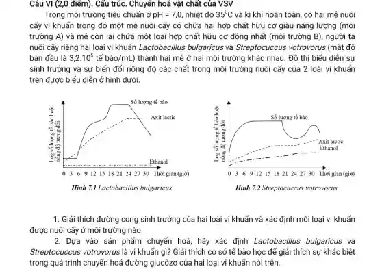 Câu VI (2,0 điểm). Cấu trúc. Chuyển hoá vật chất của VSV
Trong môi trường tiêu chuẩn ở pH=7,0, nhiệt độ 35^circ C và kị khí hoàn toàn, có hai mẻ nuôi
cấy vi khuẩn trong đó một mẻ nuôi cấy có chứa hai hợp chất hữu cơ giàu nǎng lượng (môi
trường A) và mẻ còn lại chứa một loại hợp chất hữu cơ đồng nhất (môi trường B), người ta
nuôi cấy riêng hai loài vi khuẩn Lactobacillus bulgaricus và Streptocuccus votrovorus (mật độ
ban đầu là 3,2cdot 10^5 tế bgrave (a)o/mL ) thành hai mẻ ở hai môi trường khác nhau. Đồ thị biểu diễn sự
sinh trưởng và sự biến đổi nồng độ các chất trong môi trường nuôi cấy của 2 loài vi khuẩn
trên được biểu diễn ở hình dưới.
1. Giải thích đường cong sinh trưởng của hai loài vi khuẩn và xác định mỗi loại vi khuẩn
được nuôi cấy ở môi trường nào.
2. Dựa vào sản phẩm chuyển hoá hãy xác định Lactobacillus bulgaricus và
Streptocuccus votrovorus là vi khuẩn gì? Giải thích cơ sở tế bào học để giải thích sự khác biệt
trong quá trình chuyển hoá đường glucôzơ của hai loại vi khuẩn nói trên.