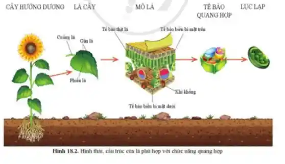 CÂY HƯỚNG DƯƠNG LÁCÂY	MÔ LẢ	TEBAO LUCLAP
QUANG HOP
Tế bào thịt là	Tế bảo biểu bi mặt trên
Cuống là
Gàn lá
Phiên la
Khi không
Tế bảo biểu bi mã dưới
Hình 18.2. Hình thái cấu trúc của lá phủ hợp với chức nǎng quang hợp