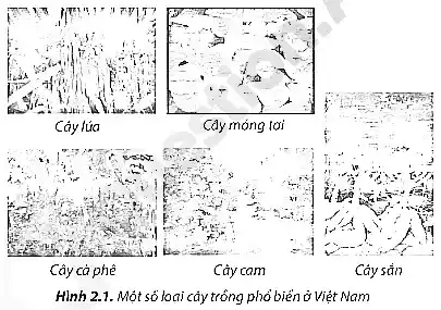 Cáylúa
Cây cá phê
Cây cam
Cáy sản
Hình 2.1. Một số loai cây trông phỏ biến ở Việt Nam