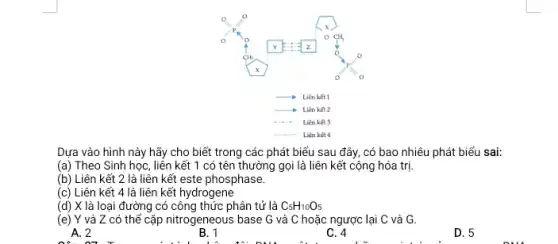 __
__
__
__
Dựa vào hình này hãy cho biết trong các phát biểu sau đây, có bao nhiêu phát biểu sai:
(a) Theo Sinh học, liên kết 1 có tên thường gọi là liên kết cộng hóa trị.
(b) Liên kết 2 là liên kết este phosphase.
(c) Liên kết 4 là liên kết hydrogene
(d) X là loại đường có công thức phân tử là C_(5)H_(10)O_(5)
(e) Y và Z có thể cặp nitrogeneous base G và C hoặc ngược lại C và G.
A. 2
B. 1
C. 4
D. 5