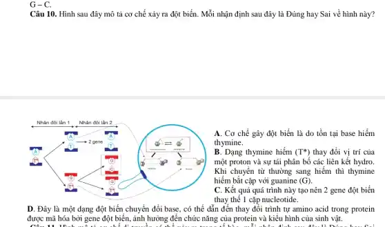 G - C.
Câu 10. Hình sau đây mô tả cơ chế xảy ra đột biến. Mỗi nhận định sau đây là Đúng hay Sai về hình này?
A. Cơ chế gây đột biến là do tồn tại base hiếm
thymine.
B. Dạng thymine hiếm (T^ast ) thay đổi vị trí của
một proton và sự tái phân bố các liên kết hydro
Khi chuyển từ thường sang hiếm thì thymine
hiếm bắt cặp với guanine (G)
C. Kết quả quá trình này tạo nên 2 gene đột biến
thay thế 1 cặp nucleotide.
D. Đây là một dạng đột biến chuyển đổi base, có thể dẫn đến thay đổi trình tự amino acid trong protein
được mã hóa bởi gene đột biến, ảnh hưởng đến chức nǎng của protein và kiểu hình của sinh vật.
disastrous	A DDL 1 A: