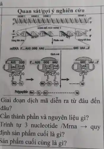 __
__
__
Giai đoạn dịch mã diễn ra từ đâu đến
đâu?
Cân thành phần và nguyên liệu gì?
Trình tư 3 nucleotide Mrna ->quy
định sản phẩm cuối là gì?