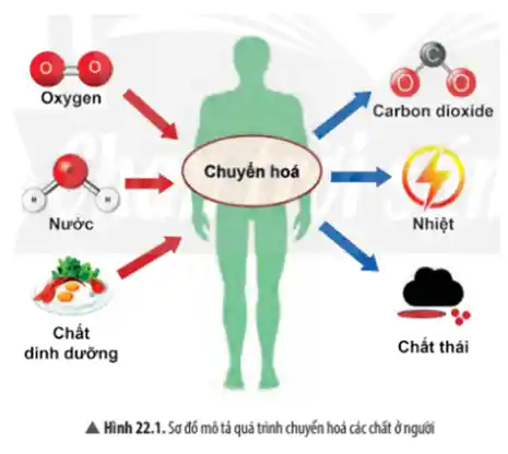 a Hình 22.1. Sơ đó mô tả quá trình chuyển hoá các chất ở người