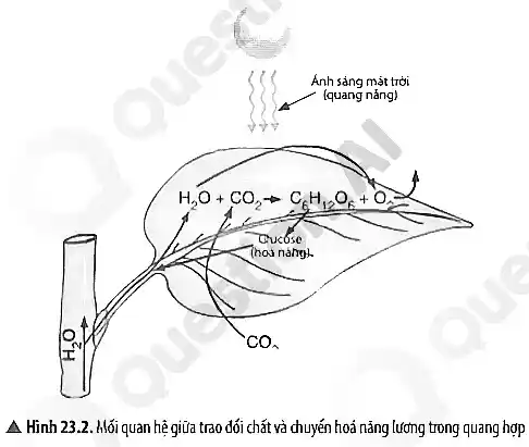 A Hình 23.2. Hỏi quan hệ giữa trao đói chất và chuyến hoá nǎng lưỡng trong quang hợp