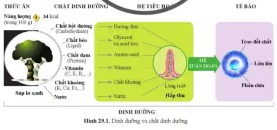 __
__
__
__
__
__
Hình 29.1. Dinh dưỡng và chất dinh dưỡng