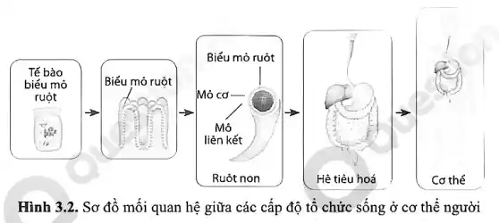 Hình 3.2. Sơ đồ mối quan hệ giữa các cấp độ tổ chức sống ở cơ thể người