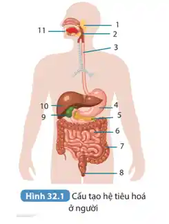 Hình 32.1 Cấu tạo hệ tiêu hoá
ở người