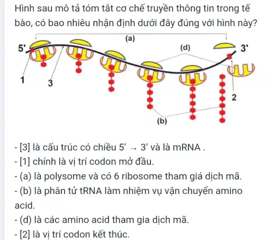 Hình sau mô tả tóm tắt cơ chế truyền thông tin trong tế
bào, có bao nhiêu nhận định dưới đây đúng với hình này?
- [3] là cấu trúc có chiều 5'arrow 3' và là mRNA .
- [1] chính là vị trí codon mở đầu.
- (a) là polysome và có 6 ribosome tham giá dịch mã.
-(b) là phân tử tRNA làm nhiệm vụ vận chuyển amino
acid.
-(d) là các amino acid tham gia dịch mã.
- [2] là vị trí codon kết thúc.