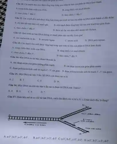 I làm tách hai mạch của phan tư UNA.
Câu 10:Các mạch đơn mới được tổng hợp trong quá trình tái bản của phân tử DNA hình thành
A. cùng chiều thảo xoắn của DNA.
B. cùng chiều với mạch khuôn.
C. theo chiều 3' đến 5
D. theo chiều 5' đến 3'
Câu 11:Các mạch đơn mới được tổng hợp trong quá trình tái bản của phân tử DNA hình thành có đặc điểm
A. chi liên kết tam thời với mạch gốC.
B. một mạch được tổng hợp liên tục còn mạch kia gián đoạn.
C. theo chiều 3' đến 5'
D. được nối lại với nhau nhờ enzim nối Hylaza.
Câu 12:Quá trình tái bản DNA không có thành phần nào sau đây tham gia?
A. các nucleotide tự do.
B. enzyme ligase.
C. amino acid.
D. DNA polymerase.
Câu 13:Các mạch đơn mới được tổng hợp trong quá trình tái bản của phân tử DNA hình thành
A. cùng chiều tháo xoắn của DNA.
B. cùng chiều với mạch khuôn.
C. theo chiều 3, đến 5,
D. theo chiều 5'đến 3,
Câu 14:Khi DNA tự tái bản , đoạn Okazaki là
A. các đoạn exon của gene không phân mảnh.
B. các đoạn intron của gene phân mảnh.
C. đoạn polinucleotide : sinh từ mạch
5'-3'
của gene D. đoạn polinucleotide sinh từ mạch 3'-5' của gene.
Câu 15:Một DNA tái bản 3 lần. Số DNA con được tạo ra là
A. 2	B. 3.
C. 8.
D. 16.
Câu 16: Một DNA sau khi tán bản k lần tạo ra được 64 DNA con. Tính k?
A. 4.B .5.
C. 6.
D. 7.
Câu 17:Hình bên mô tả cơ chế tái bản DNA , cách chú thích các vị trí a , b, c, d nào dưới đây là đúng?
A. a-3';b-5';c-3';d-5'
B. a-5';b-5';c-3';d-3 C. a-3';b-5';c-5';d-3 D. a-5';b-3';c-3';d-5'