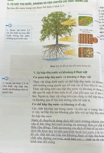 II. SỰ HÁP THỤ NƯỚC, KHOÁNG VÀ VẬN CHUYÊN CÁC CHATTRONG CAY
Sự trao đồi nước trong cây được thể hiện ở hình 2.3.
1. Quan sát hình 2.3
và cho biết sự trao đồi
nước trong cây gồm
những quá trình nào.
2. Quan sát hình 2.3 và
cho biết cây hấp thụ
nước và khoáng nhờ cơ
quan nào.
Hình 2.3. Sơ đồ sự trao đổi nước trong cây
1. Sự hấp thụ nước và khoáng ở thực vât
Cơ quan hấp thụ nước và khoáng ở thực vật
Thực vật sống dưới nước có thể hấp thụ nước và khoán
môi trường xung quanh qua bê mặt các tế bào biểu bì của
Thực vật sống trên cạn hấp thụ nước và khoáng từ dung d
đất qua bề mặt tế bào biểu bì rễ, chủ yếu qua các tế bào li
hút. Ngoài ra, thực vật sống trên cạn cũng có thể hấp thụ m
và khoáng qua tế bào khí không trên bê mặt lá.
Cơ chế hấp thụ nước và khoáng ở rễ cây
Các chất khoáng tan trong nước và tồn tại ở trạng thái i
vì vậy, sự hấp thụ ion khoảng gắn liền với sự hấp thụ nước
Sự hấp thụ nước
__
Nước di chuyển từ dung dịch đất (môi trường nhược trư
vào tế bào lông hút (môi trường ưu trương) theo cơ chế t
thấu (thụ động). Tính ưu trương của dịch tế bào rễ so với d
dịch đất được duy trì nhờ quá trình thoát hơi nước ở lá và
độ các chất tan cao (các ion khoáng được rễ hấp thụ hoǎ
chất như đường sucrose ,acid hữu cơ, sinh ra từ các