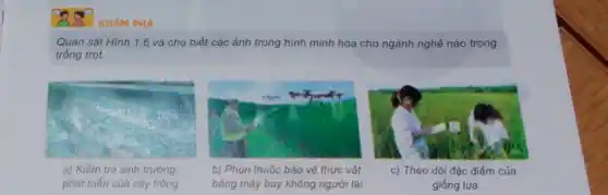 KHÁM PHÁ
Quan sát Hình 1.6 và cho biết các ảnh trong hình minh hoạ cho ngành nghề nào trong
trồng trọt.
a) Kiểm tra sinh trường.
phát triển của cây trồng
b) Phun thuốc bảo vệ thực vật
bằng máy bay không người lái
c) Theo dôi đặc điểm của
giống lúa